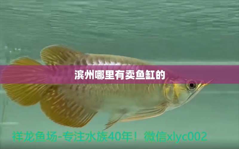 濱州哪里有賣魚缸的