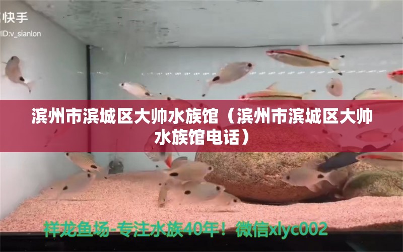 濱州市濱城區(qū)大帥水族館（濱州市濱城區(qū)大帥水族館電話）