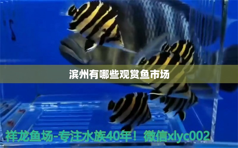 濱州有哪些觀賞魚市場 觀賞魚市場（混養(yǎng)魚）