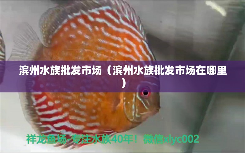 濱州水族批發(fā)市場(chǎng)（濱州水族批發(fā)市場(chǎng)在哪里） 觀賞魚(yú)水族批發(fā)市場(chǎng)