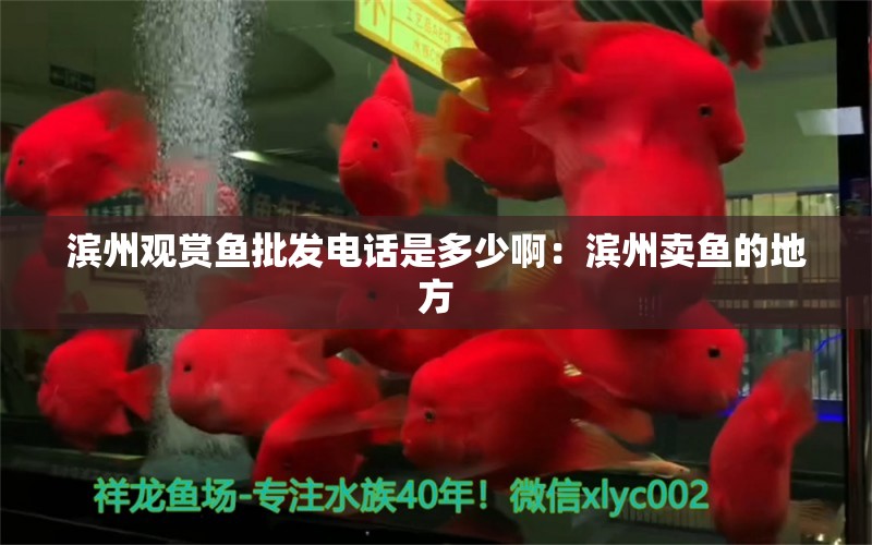 濱州觀賞魚(yú)批發(fā)電話是多少?。簽I州賣(mài)魚(yú)的地方