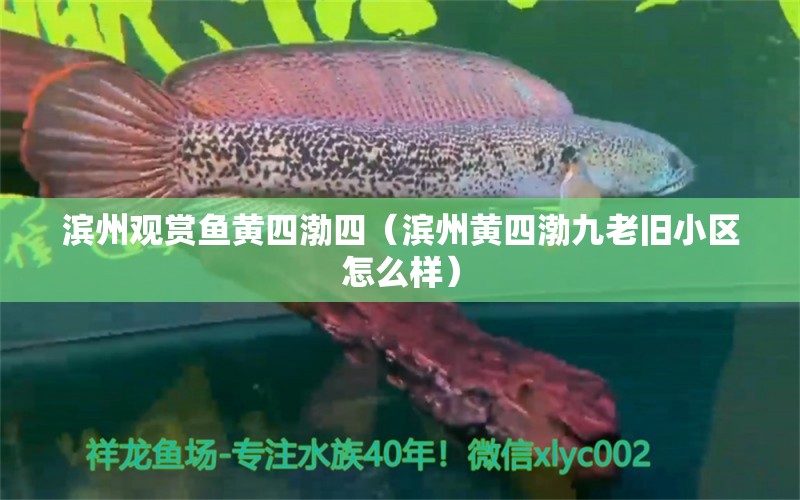 濱州觀賞魚黃四渤四（濱州黃四渤九老舊小區(qū)怎么樣）