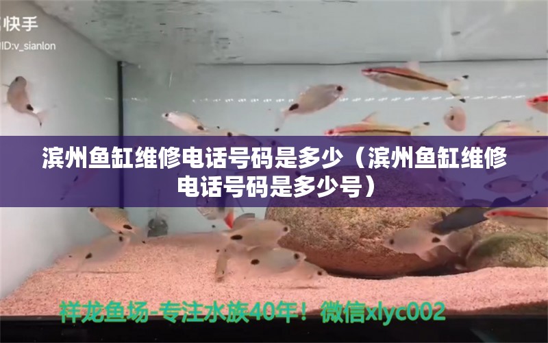 濱州魚缸維修電話號碼是多少（濱州魚缸維修電話號碼是多少號） 其他品牌魚缸