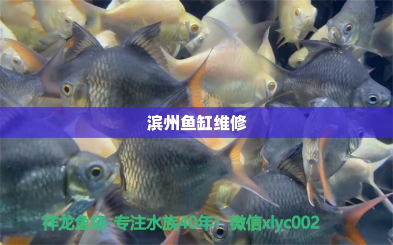 濱州魚缸維修 其他品牌魚缸