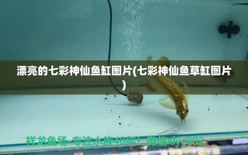 漂亮的七彩神仙魚缸圖片(七彩神仙魚草缸圖片) 七彩神仙魚