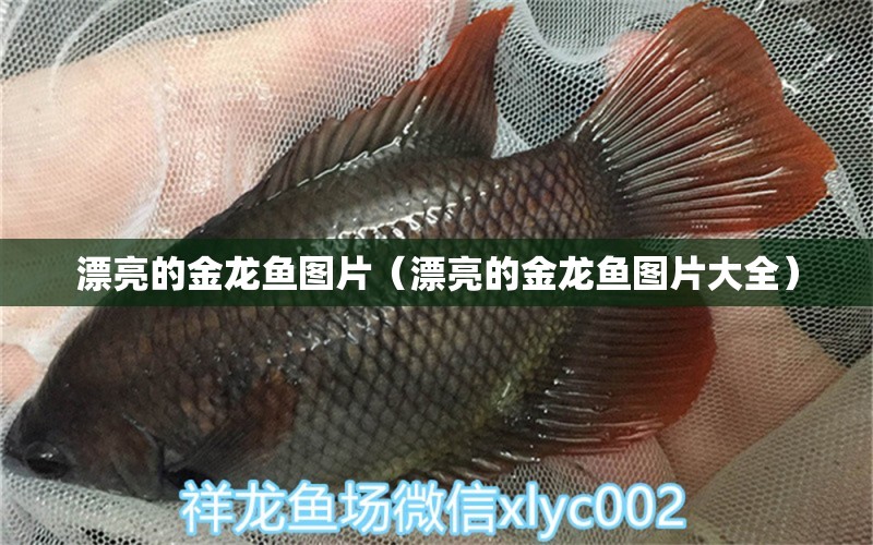 漂亮的金龍魚圖片（漂亮的金龍魚圖片大全） 黑金魟魚