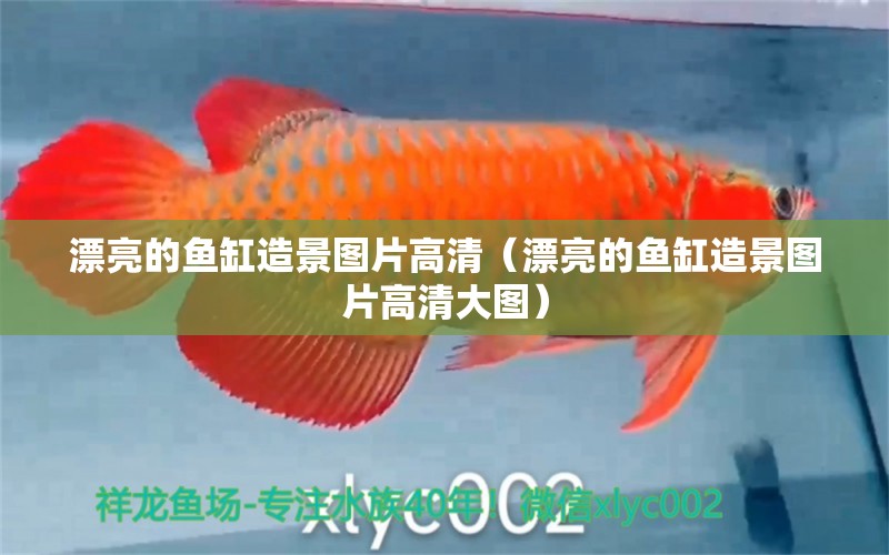 漂亮的魚缸造景圖片高清（漂亮的魚缸造景圖片高清大圖） 祥龍水族醫(yī)院