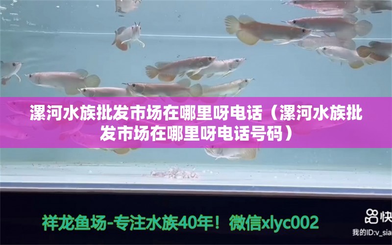 漯河水族批發(fā)市場在哪里呀電話（漯河水族批發(fā)市場在哪里呀電話號碼） 觀賞魚水族批發(fā)市場