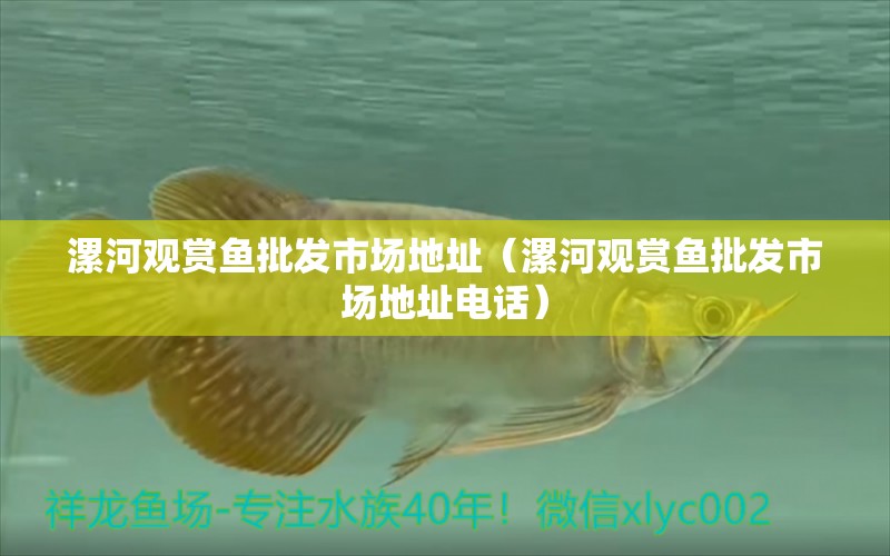 漯河觀賞魚批發(fā)市場地址（漯河觀賞魚批發(fā)市場地址電話）