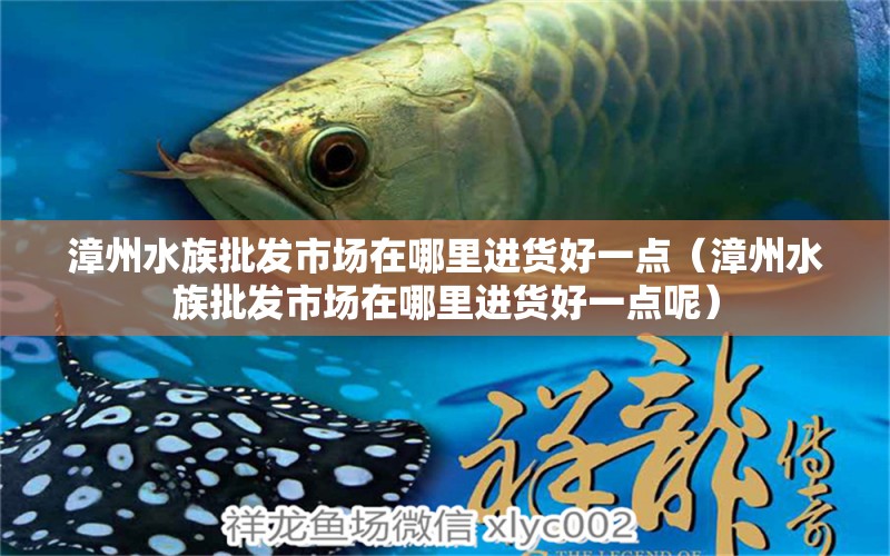 漳州水族批發(fā)市場在哪里進貨好一點（漳州水族批發(fā)市場在哪里進貨好一點呢） 觀賞魚水族批發(fā)市場