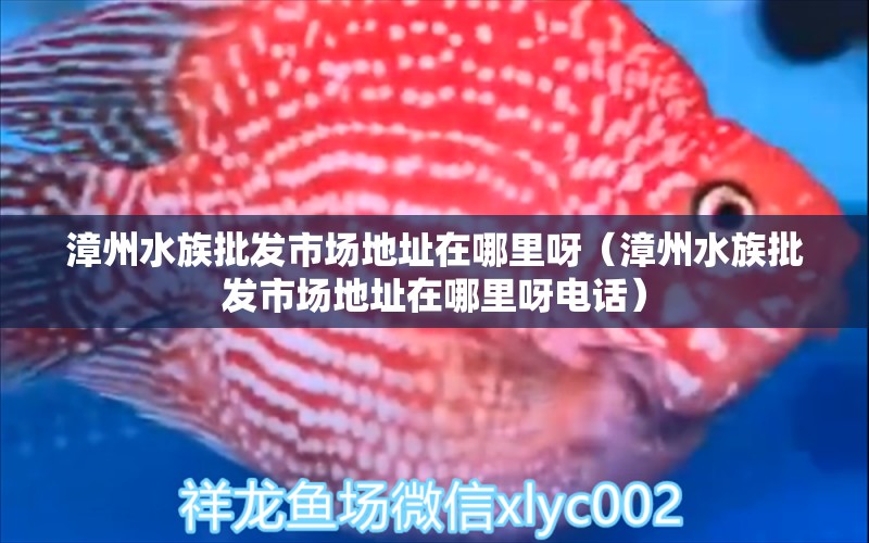 漳州水族批發(fā)市場(chǎng)地址在哪里呀（漳州水族批發(fā)市場(chǎng)地址在哪里呀電話）