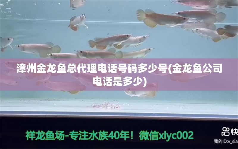 漳州金龍魚總代理電話號碼多少號(金龍魚公司電話是多少) 藍(lán)底過背金龍魚