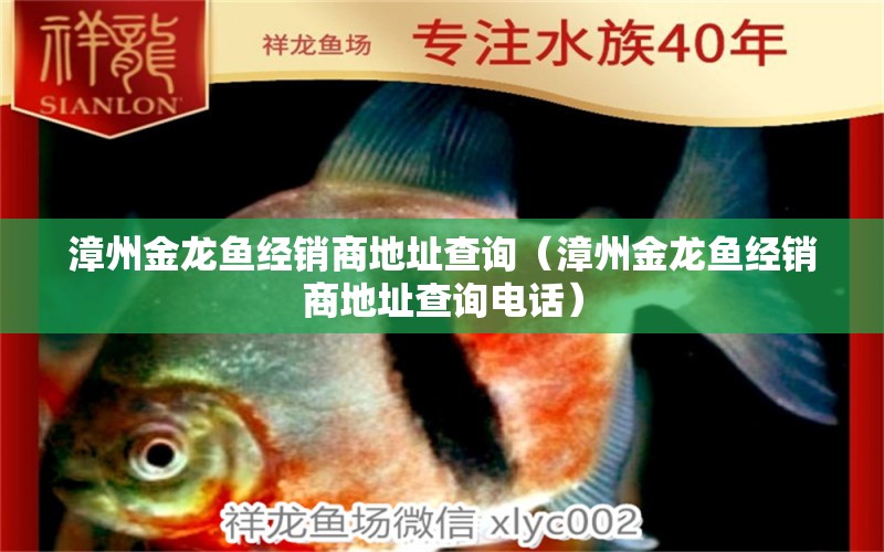 漳州金龍魚經(jīng)銷商地址查詢（漳州金龍魚經(jīng)銷商地址查詢電話） 潛水艇魚