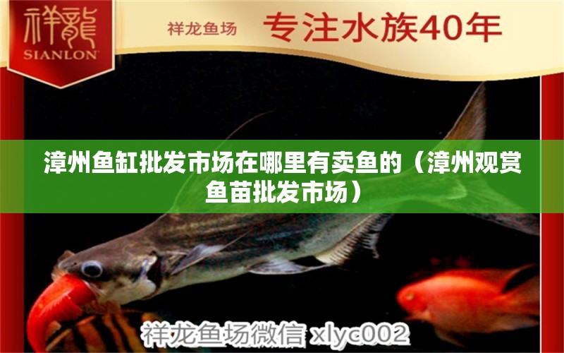 漳州魚缸批發(fā)市場在哪里有賣魚的（漳州觀賞魚苗批發(fā)市場）