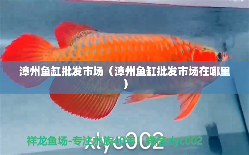 漳州魚缸批發(fā)市場（漳州魚缸批發(fā)市場在哪里）