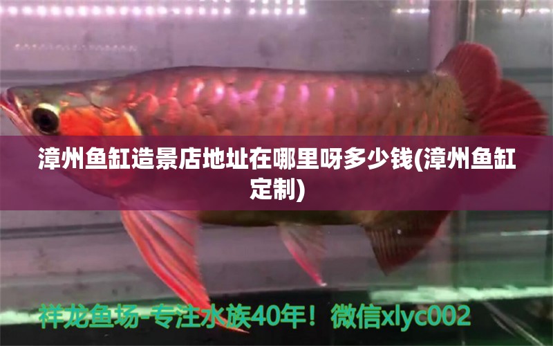 漳州魚缸造景店地址在哪里呀多少錢(漳州魚缸定制) 蘇虎苗（蘇門答臘虎魚苗） 第1張