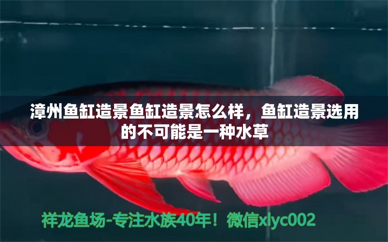 漳州魚缸造景魚缸造景怎么樣，魚缸造景選用的不可能是一種水草 水草