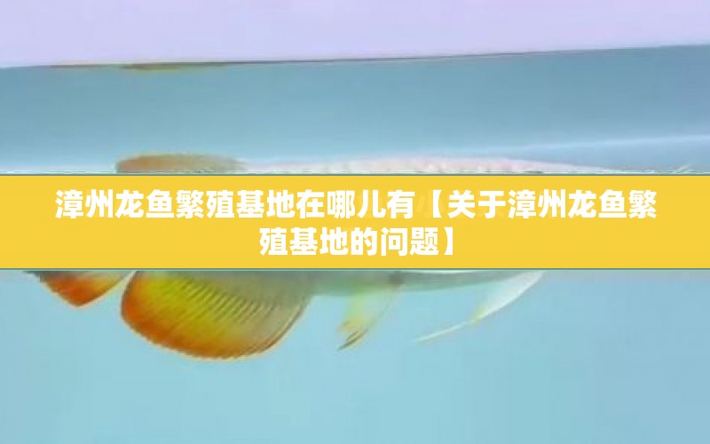 漳州龍魚繁殖基地在哪兒有【關(guān)于漳州龍魚繁殖基地的問題】 水族問答 第1張