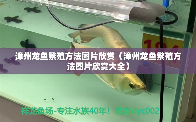 漳州龍魚繁殖方法圖片欣賞（漳州龍魚繁殖方法圖片欣賞大全）