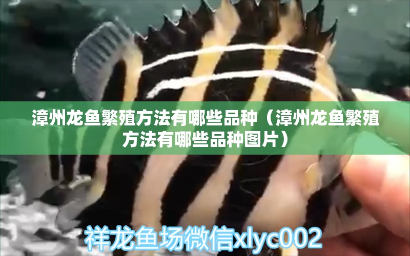 漳州龍魚繁殖方法有哪些品種（漳州龍魚繁殖方法有哪些品種圖片）