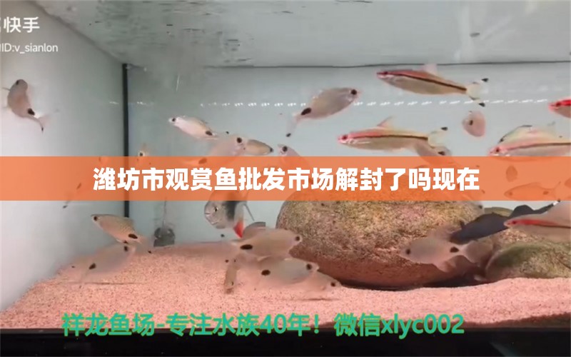 濰坊市觀賞魚批發(fā)市場解封了嗎現(xiàn)在