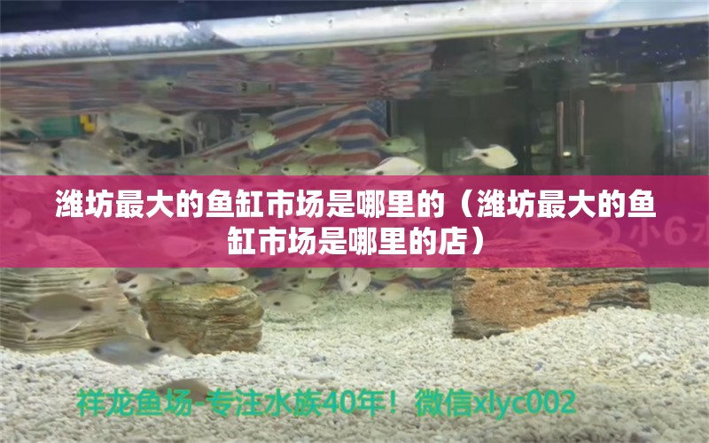 濰坊最大的魚缸市場是哪里的（濰坊最大的魚缸市場是哪里的店） 祥龍水族醫(yī)院