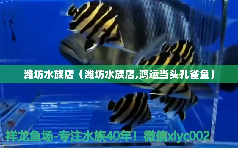 濰坊水族店（濰坊水族店,鴻運(yùn)當(dāng)頭孔雀魚） 觀賞魚市場