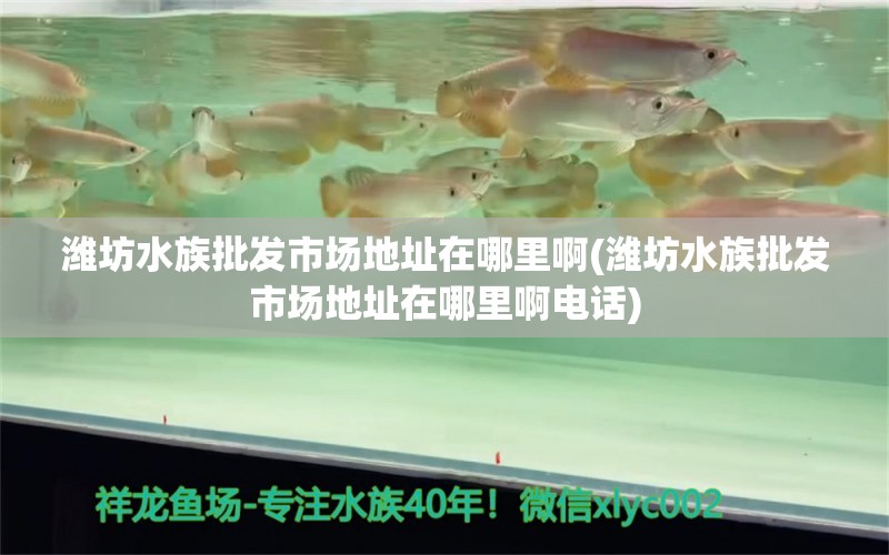 濰坊水族批發(fā)市場地址在哪里啊(濰坊水族批發(fā)市場地址在哪里啊電話) 觀賞魚水族批發(fā)市場