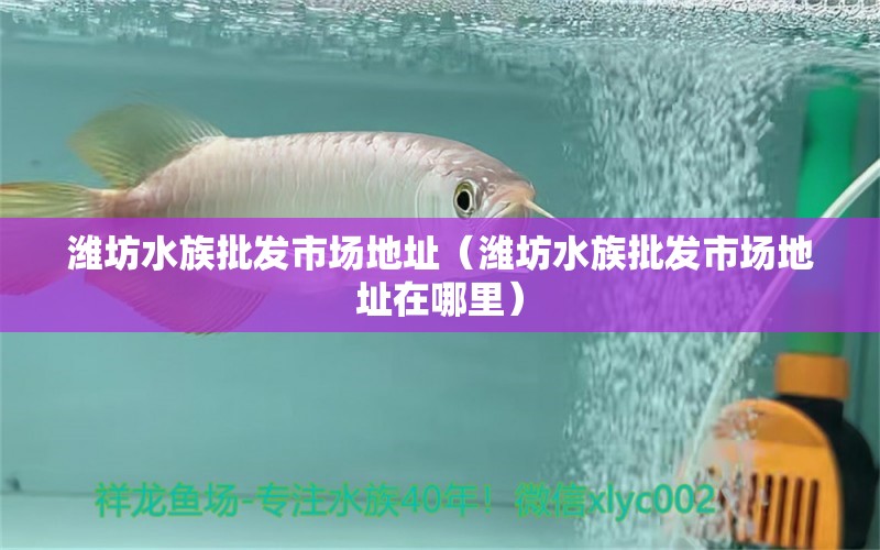 濰坊水族批發(fā)市場(chǎng)地址（濰坊水族批發(fā)市場(chǎng)地址在哪里）