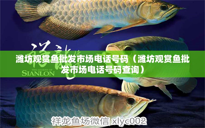 濰坊觀賞魚批發(fā)市場電話號碼（濰坊觀賞魚批發(fā)市場電話號碼查詢）