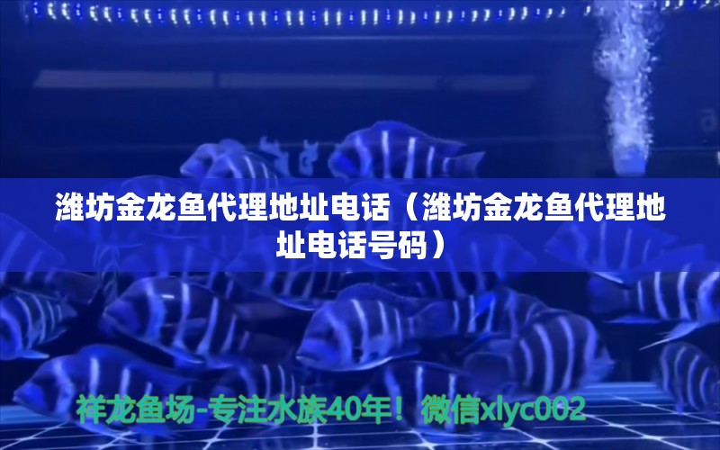 濰坊金龍魚代理地址電話（濰坊金龍魚代理地址電話號碼） 觀賞魚市場（混養(yǎng)魚）