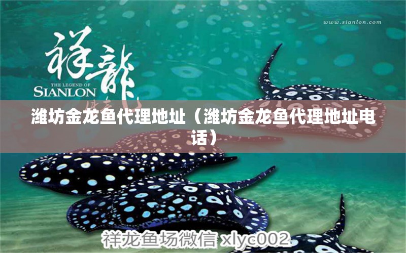 濰坊金龍魚代理地址（濰坊金龍魚代理地址電話） 白子銀版魚