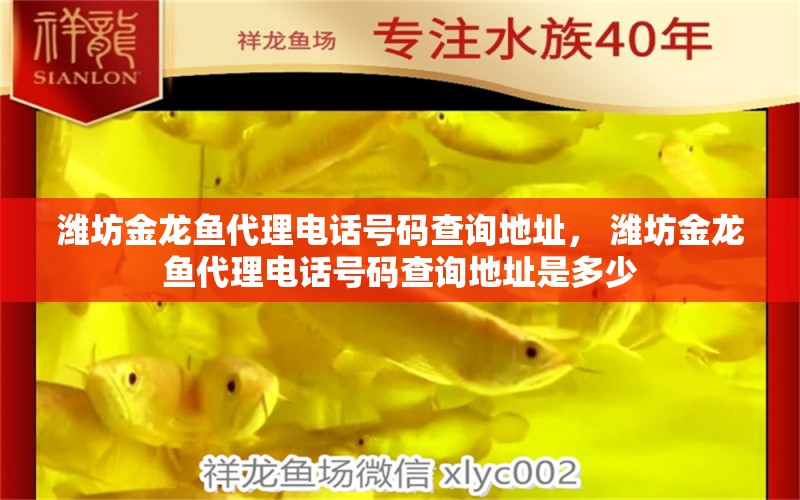 濰坊金龍魚代理電話號碼查詢地址， 濰坊金龍魚代理電話號碼查詢地址是多少 一眉道人魚