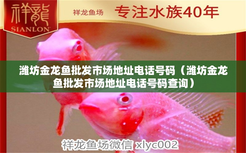 濰坊金龍魚批發(fā)市場(chǎng)地址電話號(hào)碼（濰坊金龍魚批發(fā)市場(chǎng)地址電話號(hào)碼查詢）