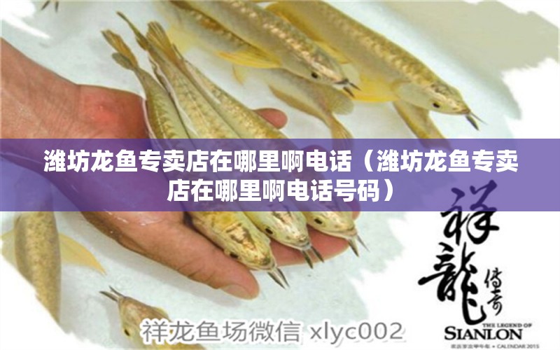 濰坊龍魚(yú)專賣店在哪里啊電話（濰坊龍魚(yú)專賣店在哪里啊電話號(hào)碼）