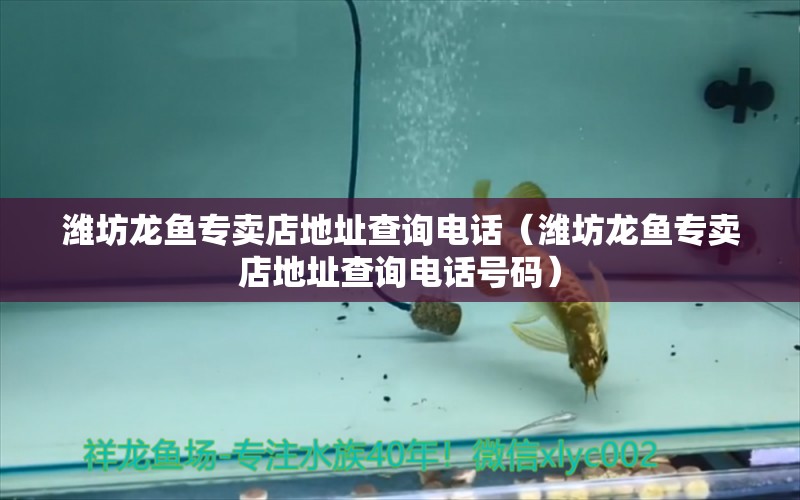 濰坊龍魚專賣店地址查詢電話（濰坊龍魚專賣店地址查詢電話號碼）