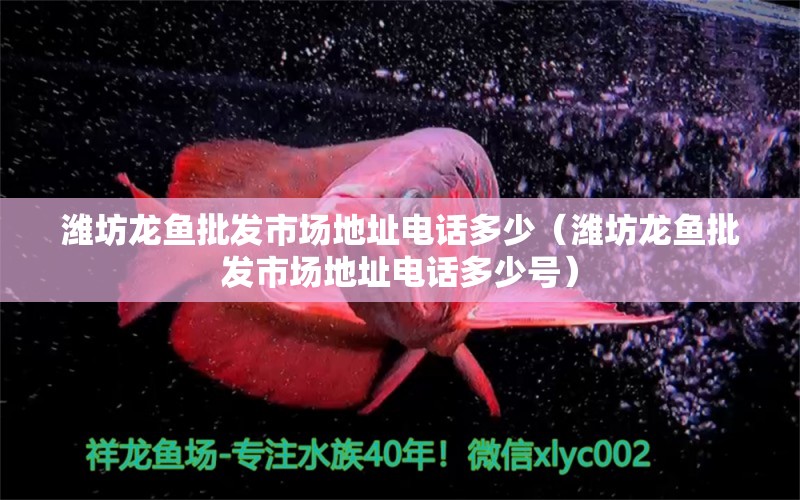 濰坊龍魚(yú)批發(fā)市場(chǎng)地址電話多少（濰坊龍魚(yú)批發(fā)市場(chǎng)地址電話多少號(hào)） 龍魚(yú)批發(fā)