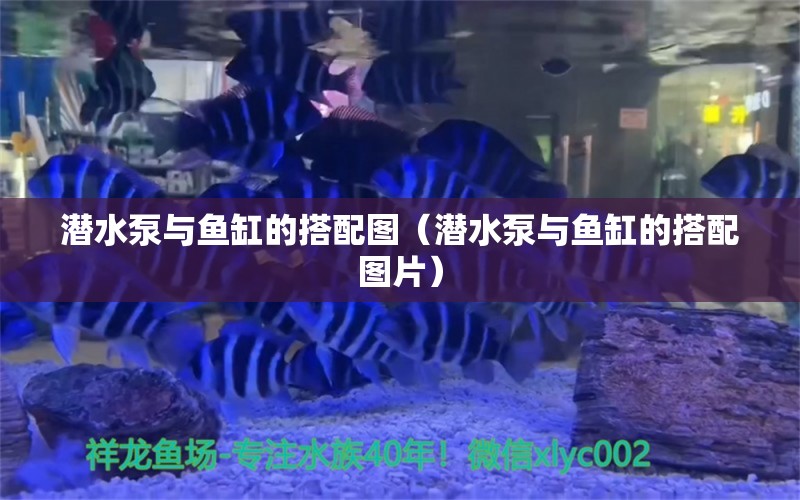 潛水泵與魚缸的搭配圖（潛水泵與魚缸的搭配圖片）