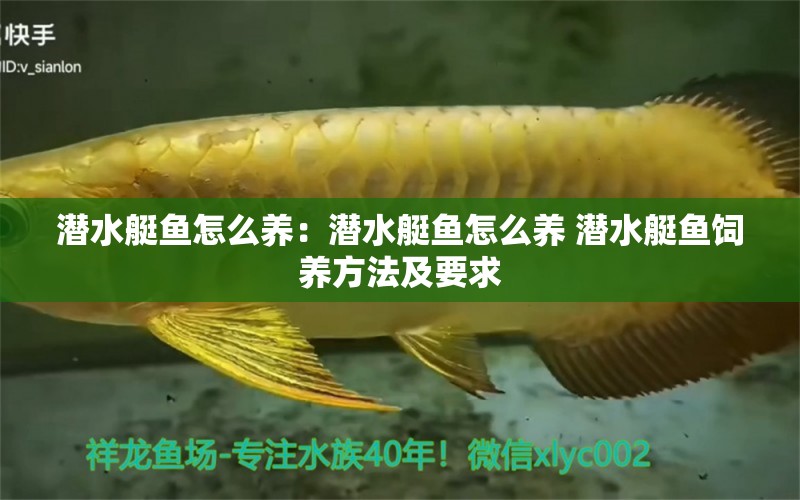 潛水艇魚怎么養(yǎng)：潛水艇魚怎么養(yǎng) 潛水艇魚飼養(yǎng)方法及要求 潛水艇魚