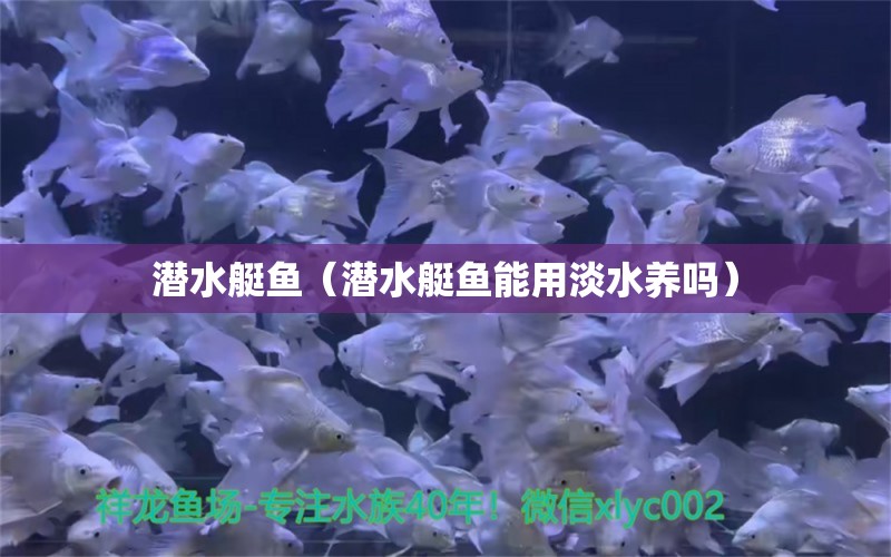 潛水艇魚（潛水艇魚能用淡水養(yǎng)嗎） 潛水艇魚