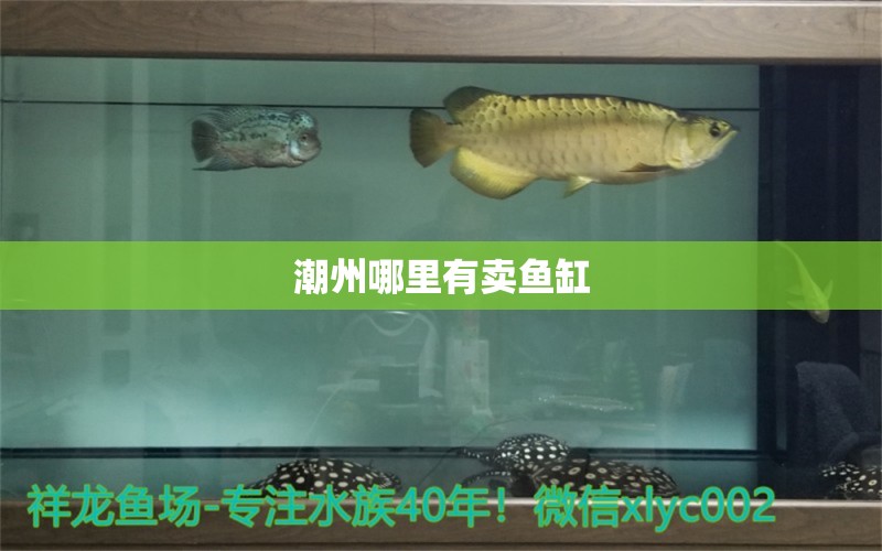 潮州哪里有賣(mài)魚(yú)缸 其他品牌魚(yú)缸