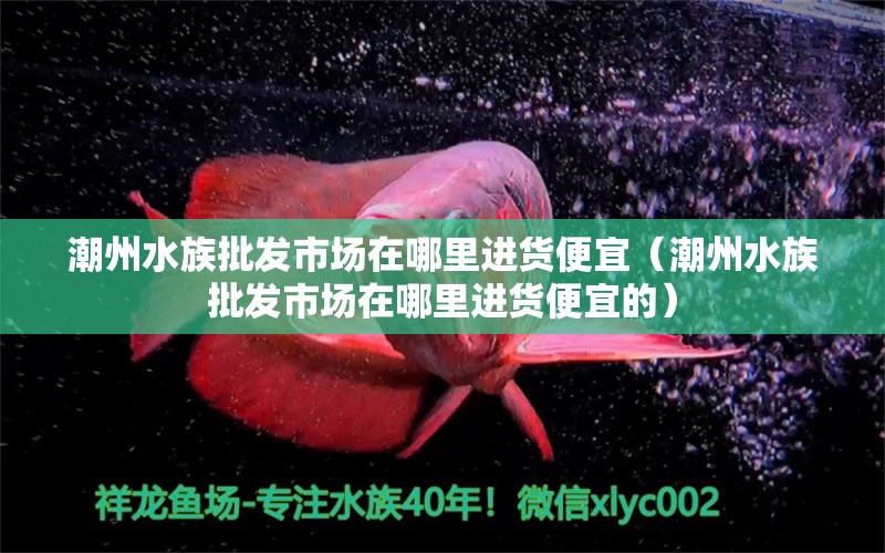 潮州水族批發(fā)市場(chǎng)在哪里進(jìn)貨便宜（潮州水族批發(fā)市場(chǎng)在哪里進(jìn)貨便宜的） 古典過背金龍魚