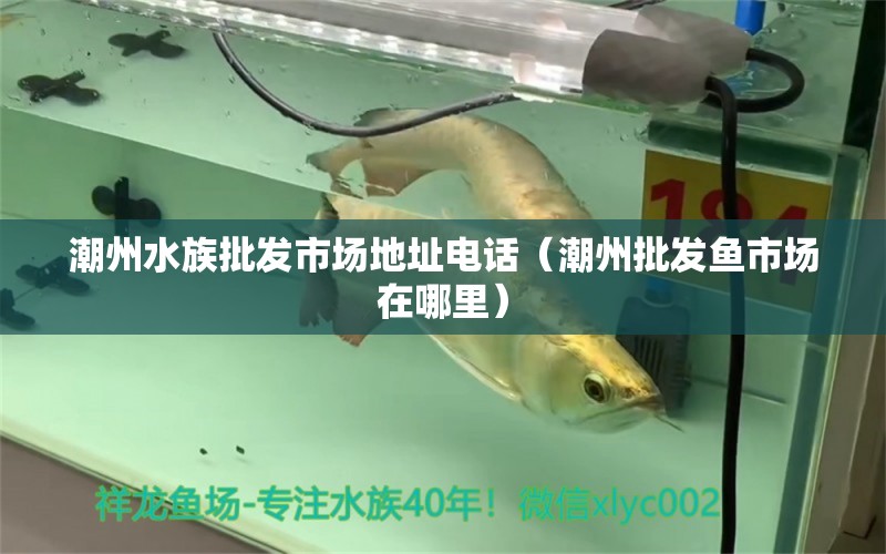 潮州水族批發(fā)市場地址電話（潮州批發(fā)魚市場在哪里） 純血皇冠黑白魟魚