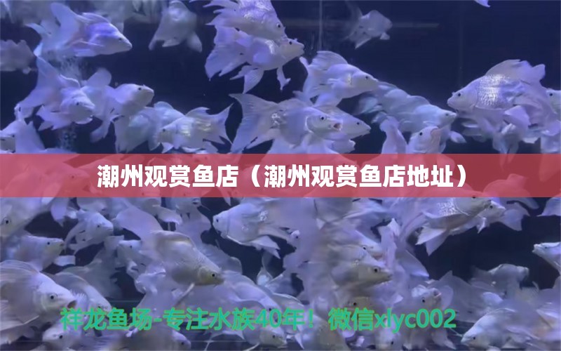 潮州觀賞魚店（潮州觀賞魚店地址）