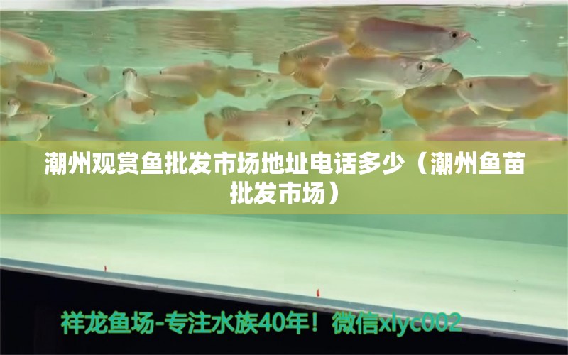 潮州觀賞魚批發(fā)市場(chǎng)地址電話多少（潮州魚苗批發(fā)市場(chǎng)） 黃吉金龍（白子金龍魚）