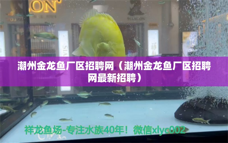 潮州金龍魚廠區(qū)招聘網(wǎng)（潮州金龍魚廠區(qū)招聘網(wǎng)最新招聘）