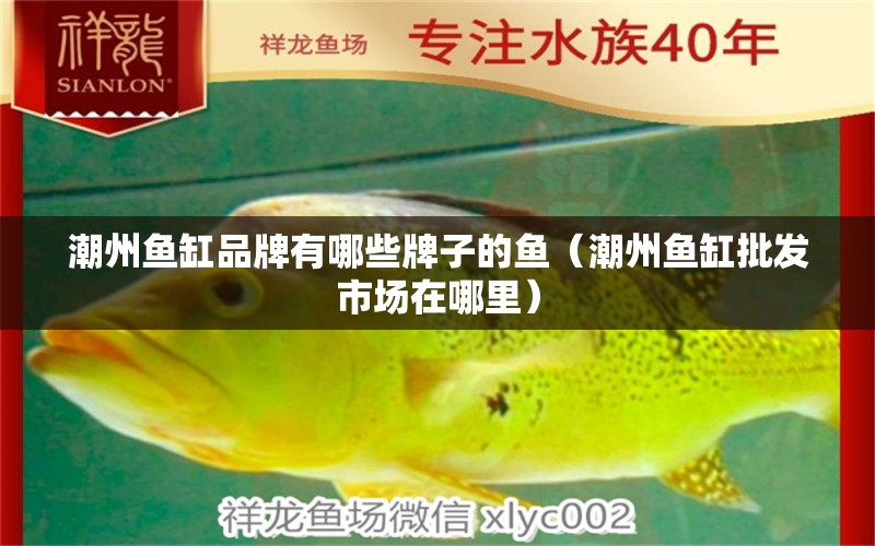 潮州魚缸品牌有哪些牌子的魚（潮州魚缸批發(fā)市場在哪里）