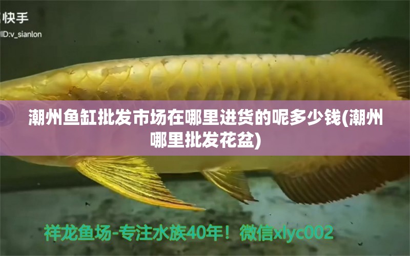 潮州魚缸批發(fā)市場在哪里進(jìn)貨的呢多少錢(潮州哪里批發(fā)花盆) 金老虎魚