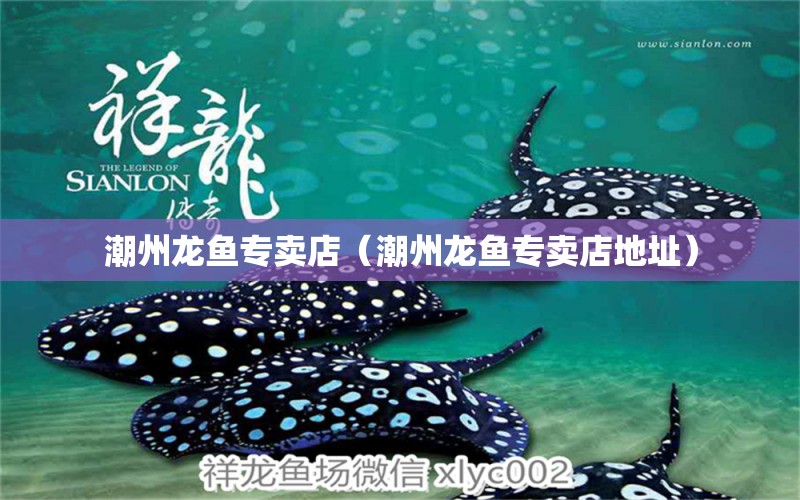 潮州龍魚專賣店（潮州龍魚專賣店地址） 祥龍水族醫(yī)院