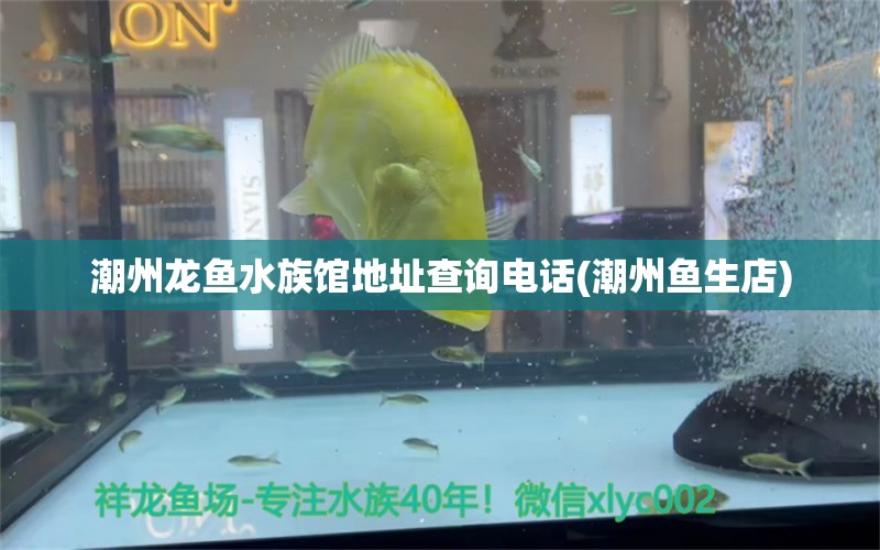 潮州龍魚水族館地址查詢電話(潮州魚生店) 祥龍藍珀金龍魚